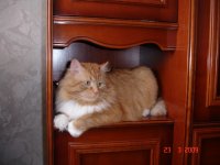 КЕША Рыжий кот, Санкт-Петербург, id29701189